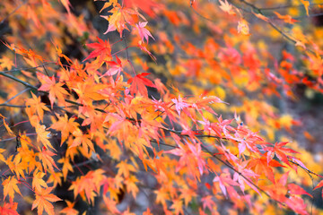 紅葉　Autumn maple leaves