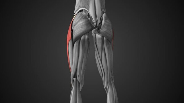 Female Tensor Fasciae Latae Muscle Anatomy