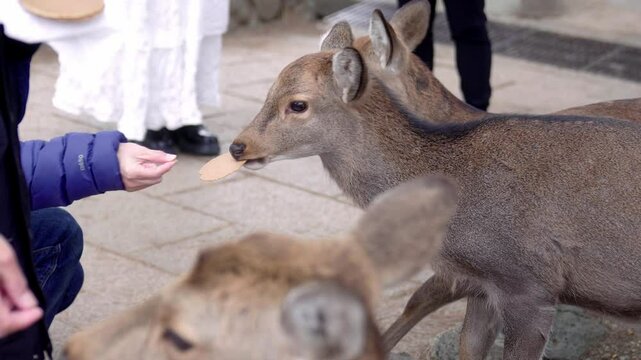 Three Domesticated Nara Deer Being Fed Biscuits by Tourists in Nara, Japan