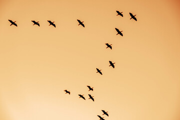 早朝、日が昇ると鳥たちが大空を飛び回る　兵庫県西宮市の香櫨園浜で撮影