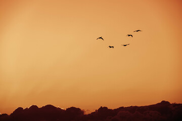 早朝、日が昇ると鳥たちが大空を飛び回る　兵庫県西宮市の香櫨園浜で撮影