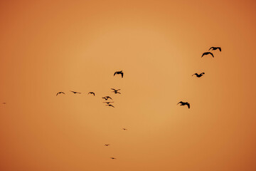 早朝、日が昇ると鳥たちが大空を飛び回る　兵庫県西宮市の香櫨園浜で撮影