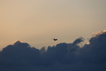 早朝、日が昇ると鳥たちが大空を飛び回る　兵庫県西宮市の香櫨園浜で撮影