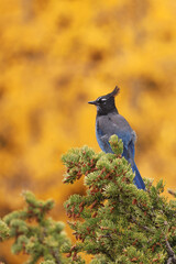 Steller’s jay (Cyanocitta stelleri) perched in an evergreen during autumn in front of aspen leaves, Colorado