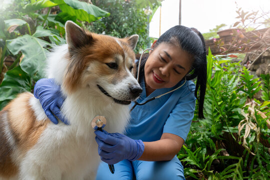 Close-up of a veterinarian checking a healthy Thai Bangkaew dog with a stethoscope surrounded by greenery. Female Vet Checking Dog&rsquo;s Heartbeat in a Garden Setting 