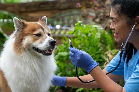 Close-up of a veterinarian checking a healthy Thai Bangkaew dog with a stethoscope surrounded by greenery. Female Vet Checking Dog&rsquo;s Heartbeat in a Garden Setting 