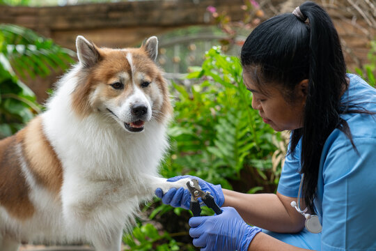 A veterinarian trims a Thai Bangkaew dog's nails using clippers outdoors, ensuring proper grooming and pet care. Professional Groomer Trimming Dog&rsquo;s Claws Outdoors 