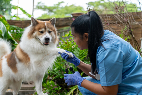 A veterinarian trims a Thai Bangkaew dog's nails using clippers outdoors, ensuring proper grooming and pet care. Professional Groomer Trimming Dog&rsquo;s Claws Outdoors 