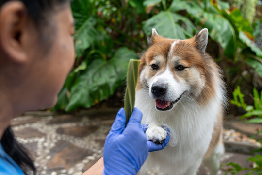 Thai Bangkaew dog examines an a treat offered by vet during health check in a relaxed outdoor environment. Veterinarian holds treat while curious dog sniffs, exploring natural remedies during checkup