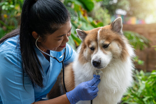 Close-up of a veterinarian checking a healthy Thai Bangkaew dog with a stethoscope surrounded by greenery. Female Vet Checking Dog&rsquo;s Heartbeat in a Garden Setting 