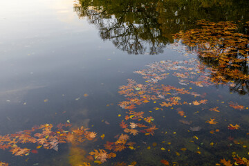 Autumn leaves float in the reflecting pool at the Lincoln Memorial in Washington DC, creating a...