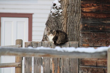 Cat On The Fence, Fort Edmonton Park, Edmonton, Alberta