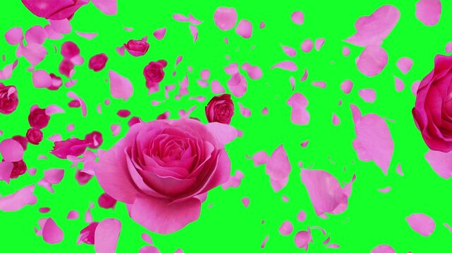 Rose petals floating in the wind transition 3d rendering on green screen.
