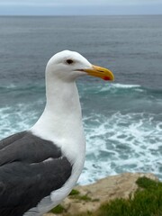 A close-up portrait of a seagull with a striking yellow beak, gazing out towards the ocean.