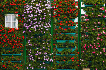 Vertical flowerbed of Catharanthus flowers in flower pots in a European garden