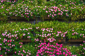 Vertical flowerbed of Catharanthus flowers in flower pots in a European garden