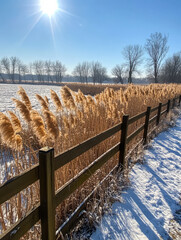 Fototapeta premium Winter marsh landscape with tall grasses and bright sun in clear blue sky