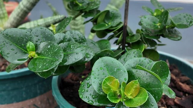 Lush Green Carmona Microphylla Plant in Pot 