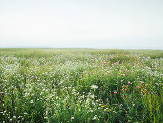 Fototapeta premium Expansive wildflower field under an overcast sky near a serene lakeshore