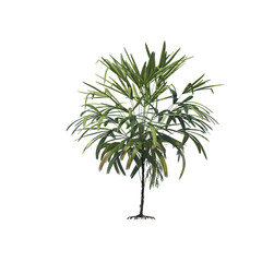 Rhapis excelsa, Lady palm, Bamboo palm, evergreen, small tree, bush, light for daylight, easy to use, 3d render, isolated