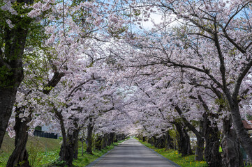 桜並木が続く道