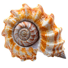 A shell with a spiral pattern and a white center