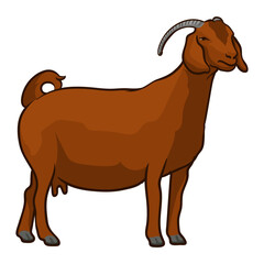 boer livestock contest goat standing, boer goat for livestock show stands tall as judged in livestock show for livestock 1