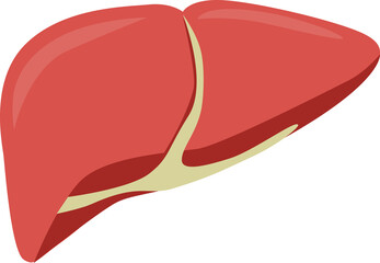 liver