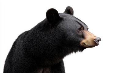 Fototapeta premium A black bear standing tall and looking forward.