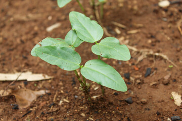 Close up of easy growing peanut plants in plantation. ecology, environment, agriculture