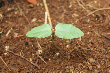 Close up of easy growing peanut plants in plantation. ecology, environment, agriculture