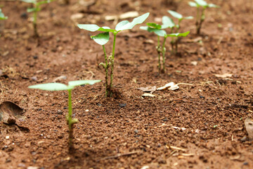 Close up of easy growing peanut plants in plantation. ecology, environment, agriculture