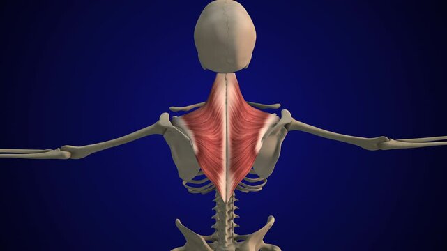 Female trapezius muscle skeletal anatomy