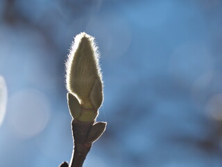 Tokyo,Japan - December 15,  2024: Buds of white magnolia at winter afternoon  © Khun Ta