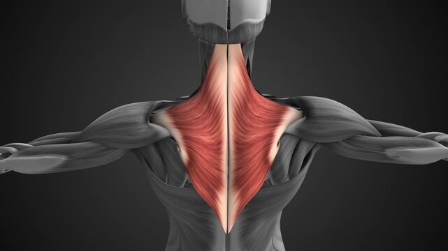 Anatomy of the female trapezius muscle