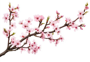 Obraz premium Branch of Pink Cherry Blossoms Isolated - Delicate branch of blooming pink cherry blossoms with fresh green leaves, isolated on a white background, symbolizing spring and renewal.