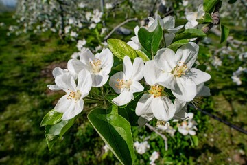 リンゴの花