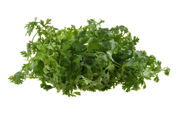 fresh coriander leaves on white background