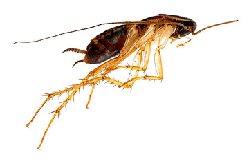 Macro photo of a dead cockroach#2