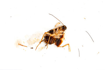 Macro photo of a dead cockroach#4