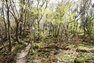 fresh green forest and path in the gleaming sunlight