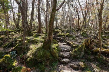 fine spring path in old forest