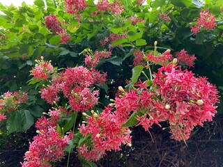 Colorful, beautiful flowers are easy to grow around the house