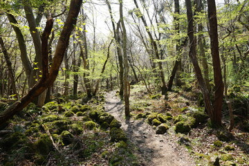 fresh green forest and path in the gleaming sunlight