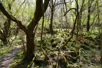 mossy rocks and old trees in spring sunlight