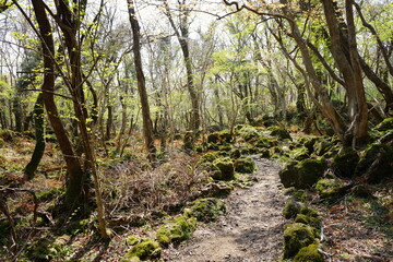 fine spring path in old forest