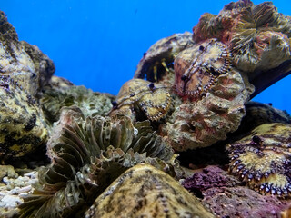 coral reef in aquarium