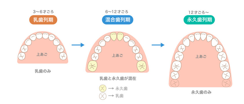 年齢で変化する歯の本数と新しく生える歯と歯並び