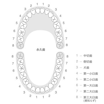 白黒 永久歯の歯列とその名称の解説
