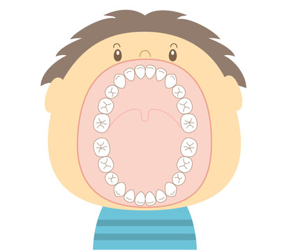 第一大臼歯 第一大臼歯 Images – Browse 56 Stock Photos, Vectors, and